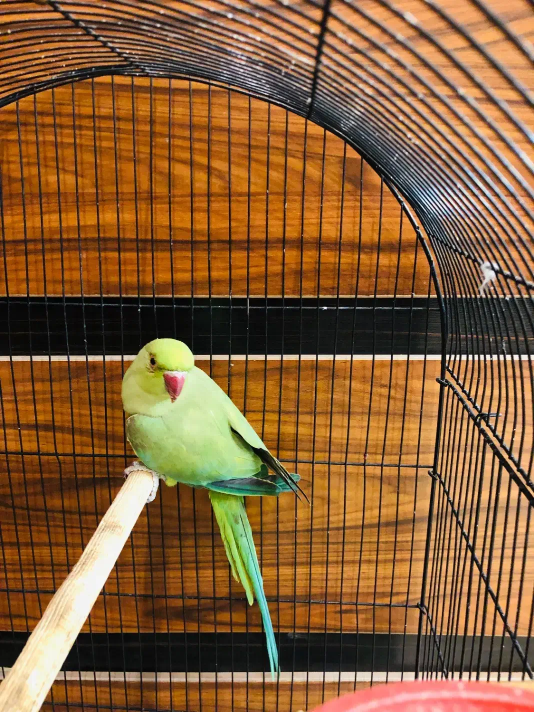 طوطی ملنگو یکساله|پرنده|تهران, ایرانشهر|دیوار