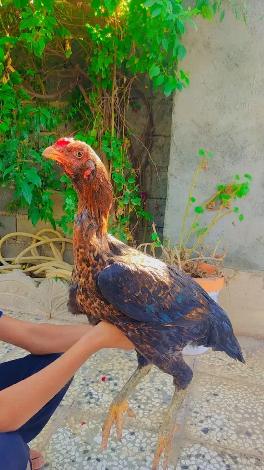 مرغ لاری اصیل|حیوانات مزرعه|مینودشت, |دیوار