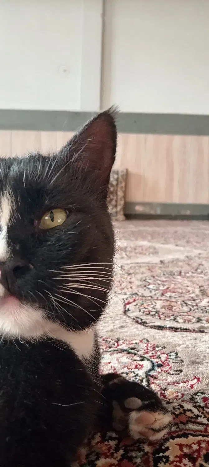 گربه دوست داشتنی|گربه|زاوه, |دیوار