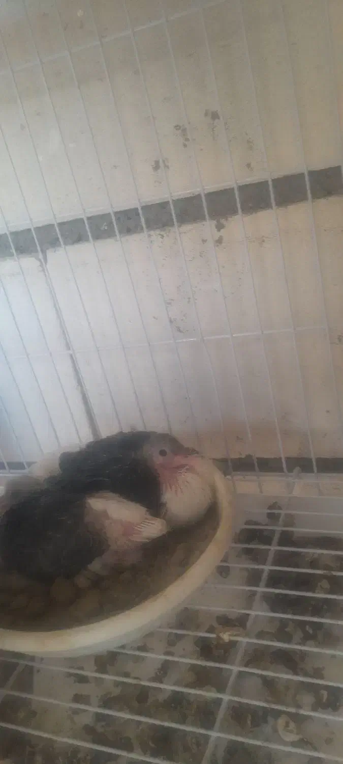 جفت کبوتر ساده با جوجه|پرنده|مشهد, امیر|دیوار