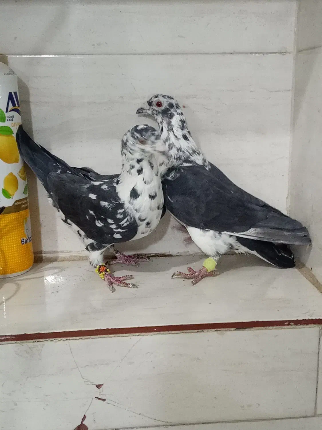 جفت گلی سینه سفید|پرنده|مرودشت, ده بید|دیوار