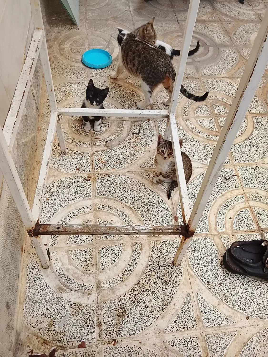 واگذاری گربه|گربه|سنندج, |دیوار