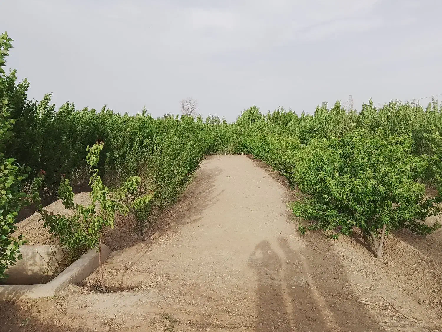 باغ|فروش زمین و ملک کلنگی|چهاردانگه (تهران), |دیوار