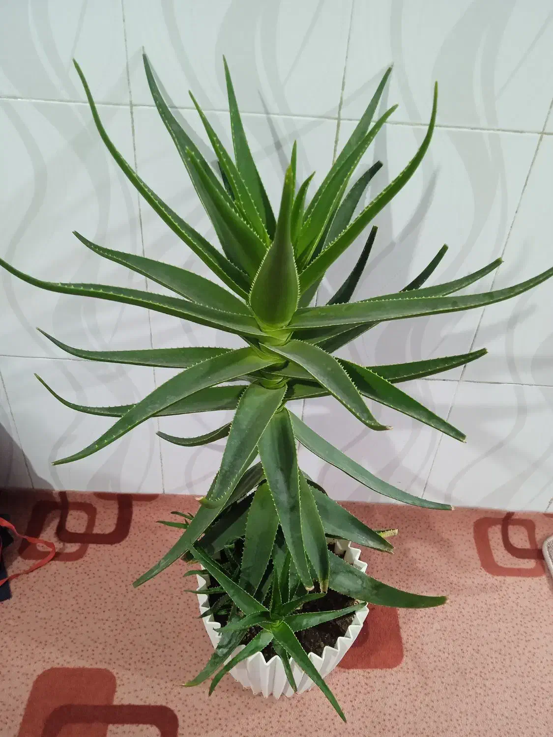 گل آلوئه ورا|گل و گیاه طبیعی|بیستون, |دیوار