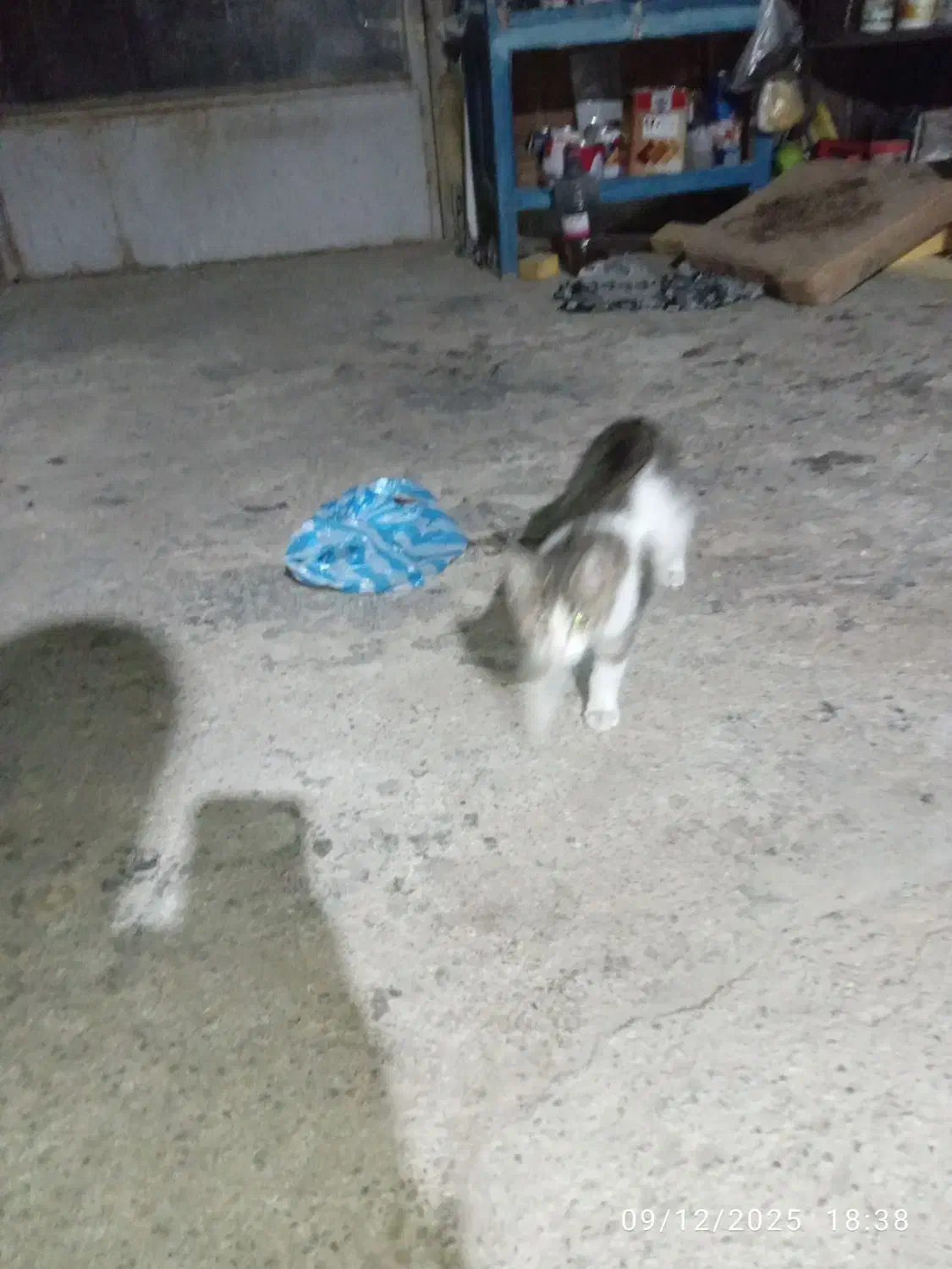 واگذاری بچه گربه شش ماهه رایگان|گربه|سلماس, |دیوار