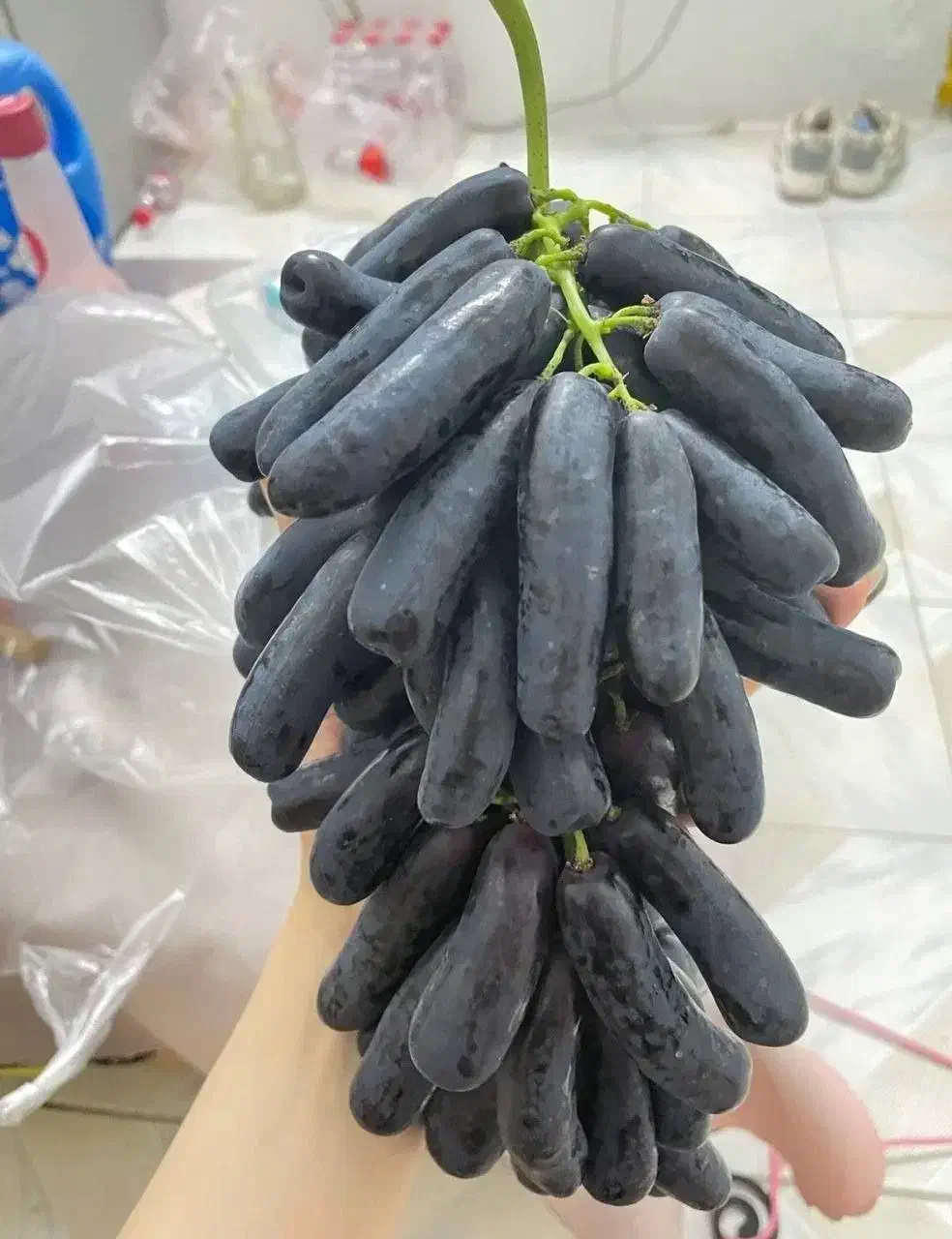 نهال انگور موندراپ بیدانه|خدمات باغبانی و درختکاری|تاکستان, |دیوار