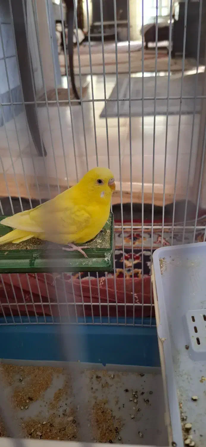 مرغ عشق نر|پرنده|بیرجند, |دیوار