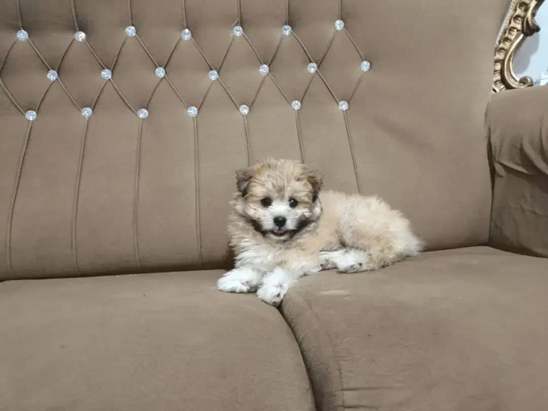 حیوان خانگی|سگ|مرودشت, پشت سایپا‎|دیوار