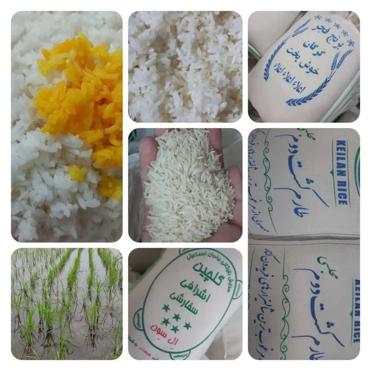 برنج|خوردنی و آشامیدنی|تهران, دولتآباد|دیوار