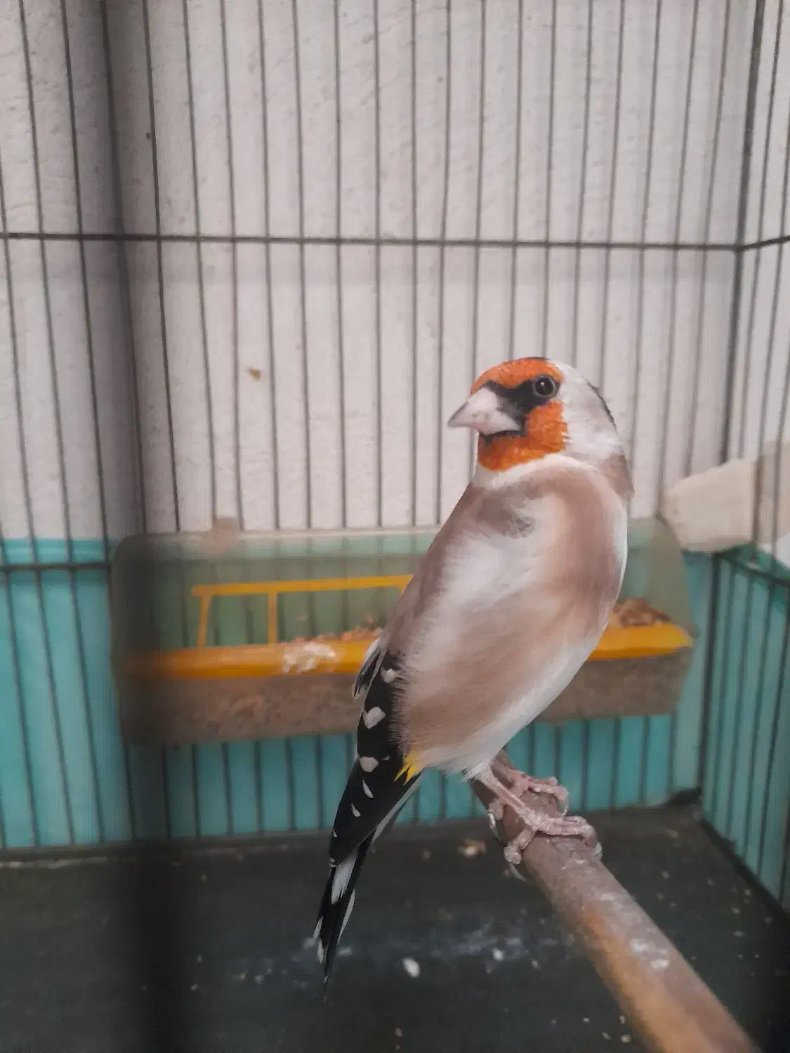 سهره نر|پرنده|بهارستان, |دیوار