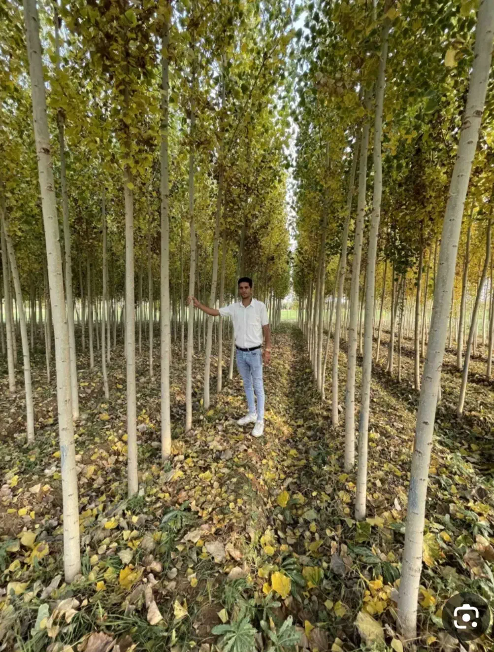 صنوبر اسرائیلی|خدمات باغبانی و درختکاری|آمل, |دیوار