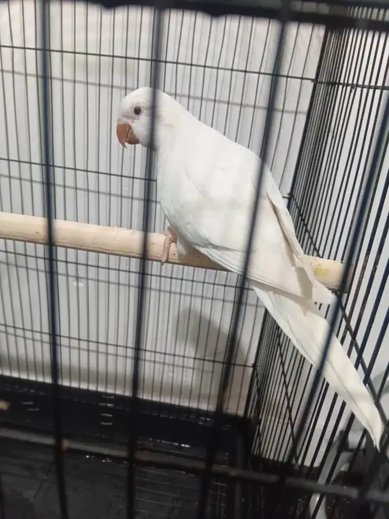 طوطی راهب آلبینو رام رام|پرنده|تهران, شهرک دریا|دیوار