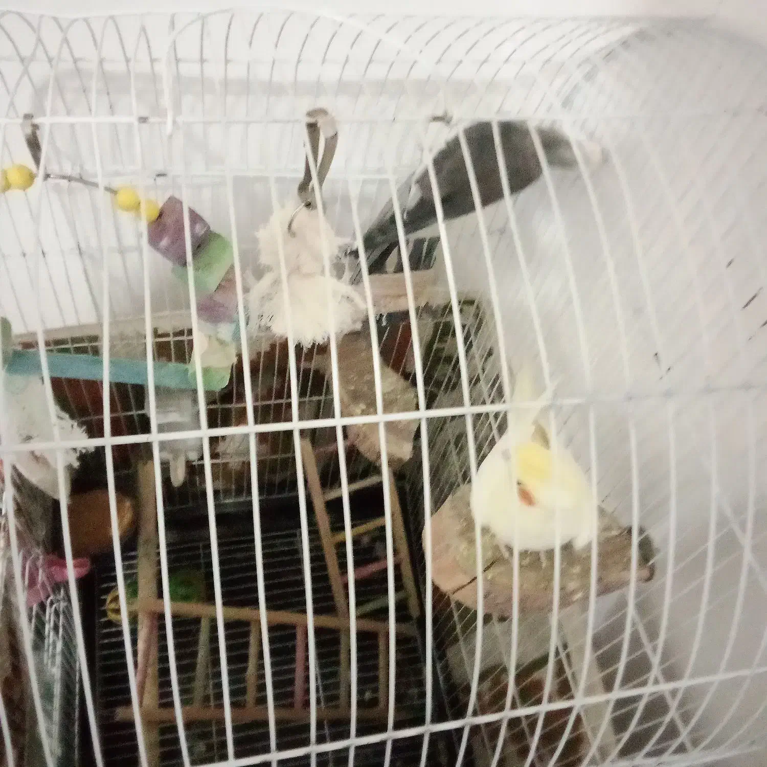 عروس هلندی یک جفت نر وماده|پرنده|تاکستان, |دیوار