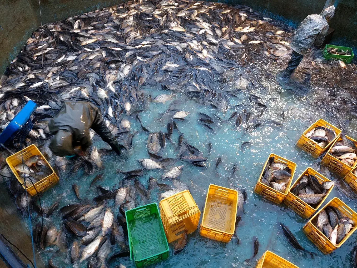 خرید و فروش ماهی کپور ( پرورشی )|عمدهفروشی|رشت, پسیخان|دیوار