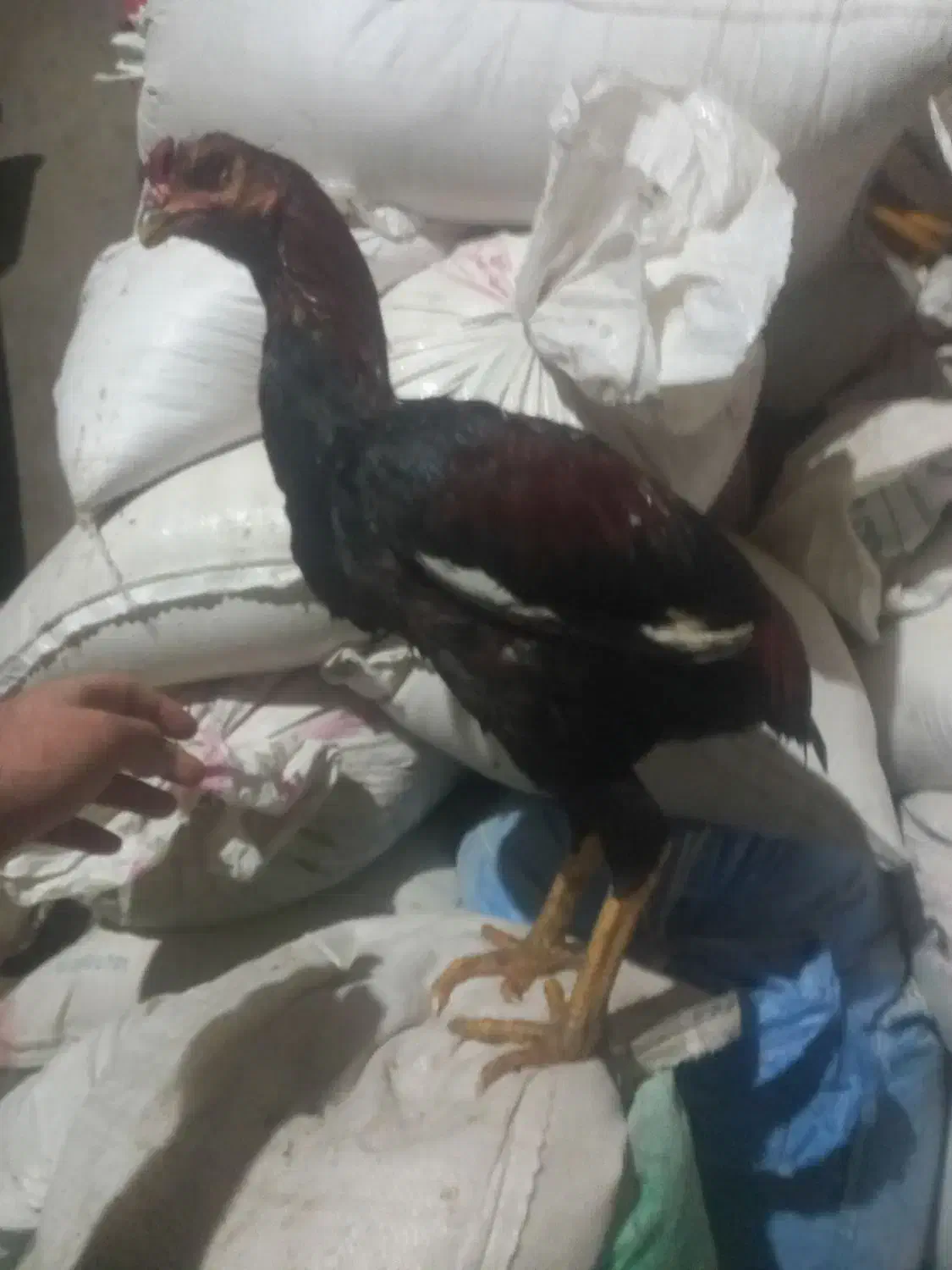 جوجه خروس لاری ۵ماهه از بهترین نژاد|حیوانات مزرعه|شاهین دژ, |دیوار