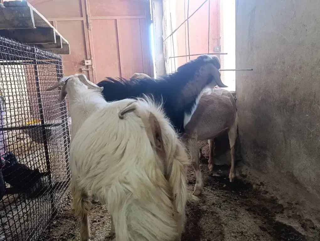 سه عدد بز با دوتا کهره نر|حیوانات مزرعه|خورموج, |دیوار