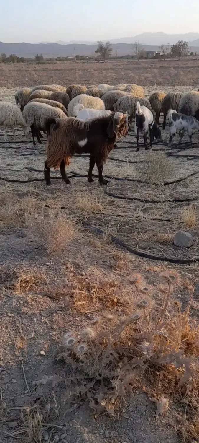 بزیک ساله|حیوانات مزرعه|گلپایگان, |دیوار