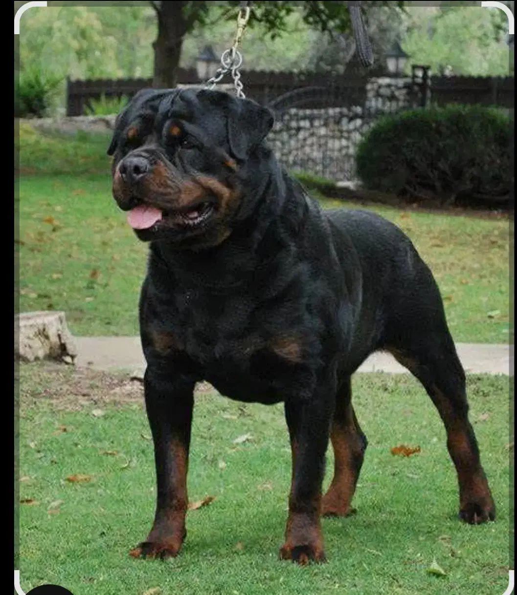 سگ گم شده پیدا شده|حیوانات|تهران, اختیاریه|دیوار