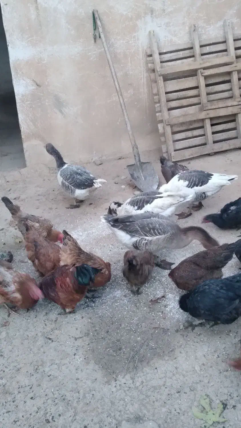 ۴عدد غاز|حیوانات مزرعه|بروجرد, |دیوار