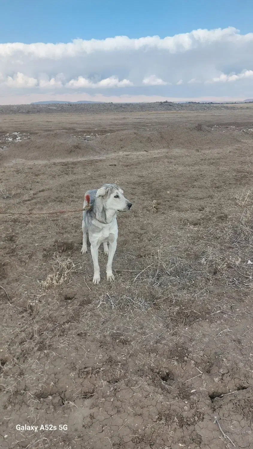 ماده پژدر واگذار میشود|سگ|بازرگان, |دیوار