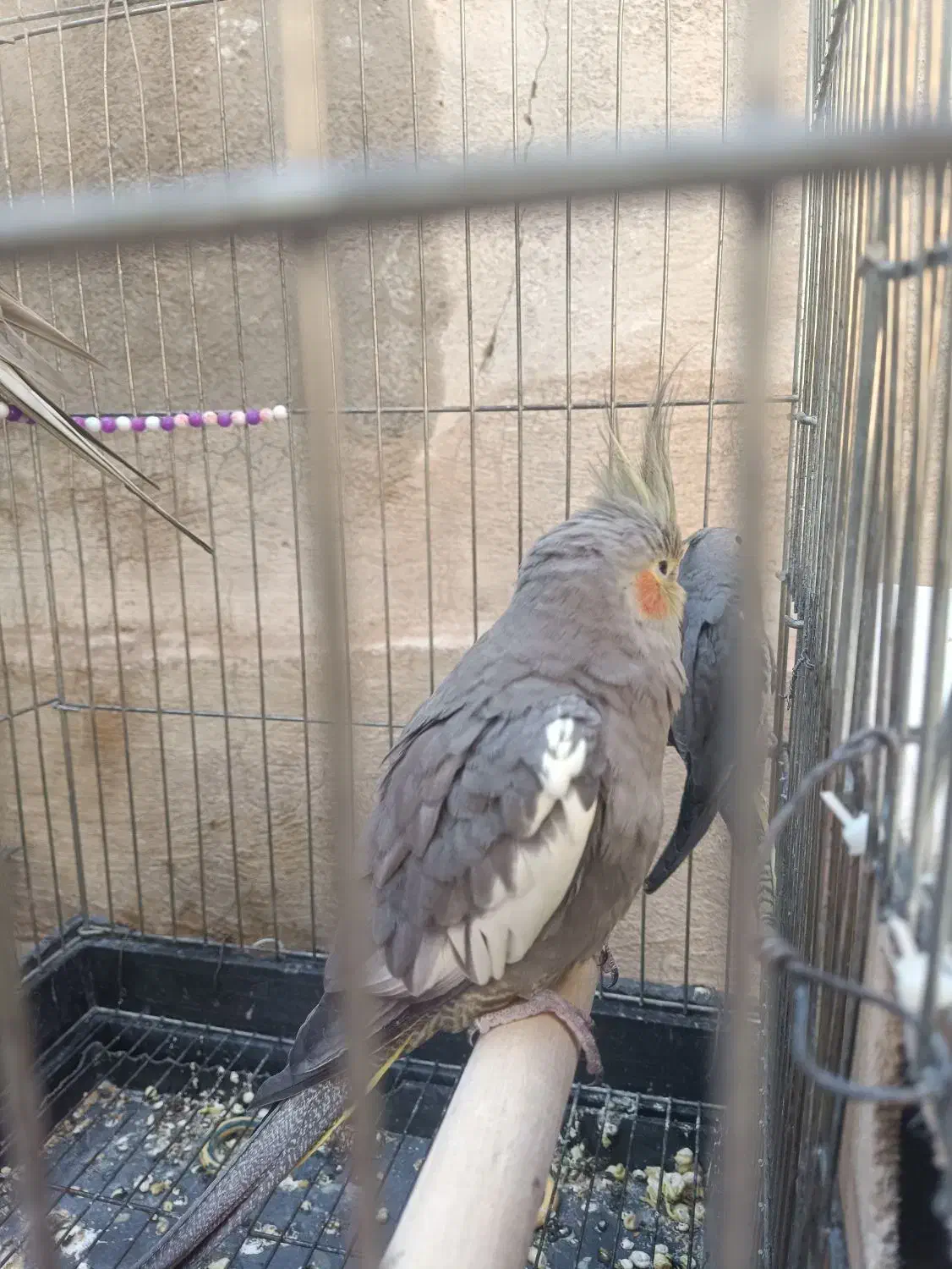 عروس هلندی 1تا نر1تا ماده حدود یک سال و هشت ماه|پرنده|صحنه, |دیوار