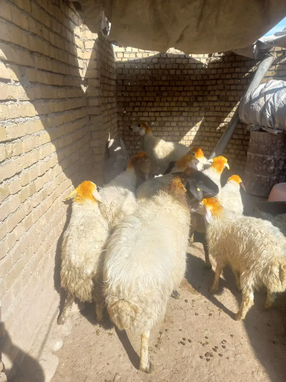 میش بره|حیوانات مزرعه|فیروزآباد (لرستان), |دیوار