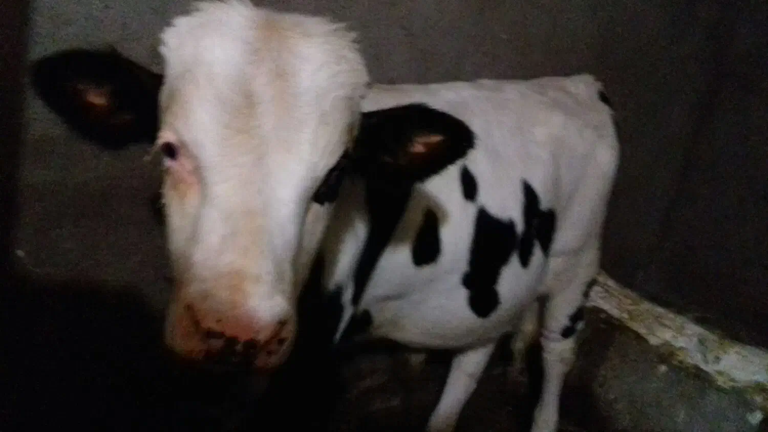 یک عددگاو دورگه با یک گوساله نر سمینتال هشت ماهه|حیوانات مزرعه|بلبان آباد, |دیوار