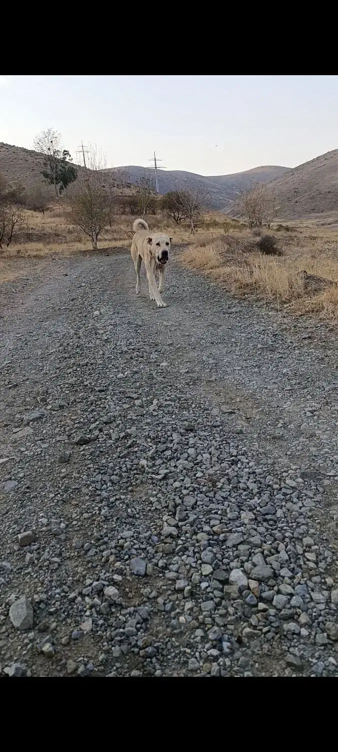 سگ عراقی گله ای|سگ|نوشین شهر, |دیوار