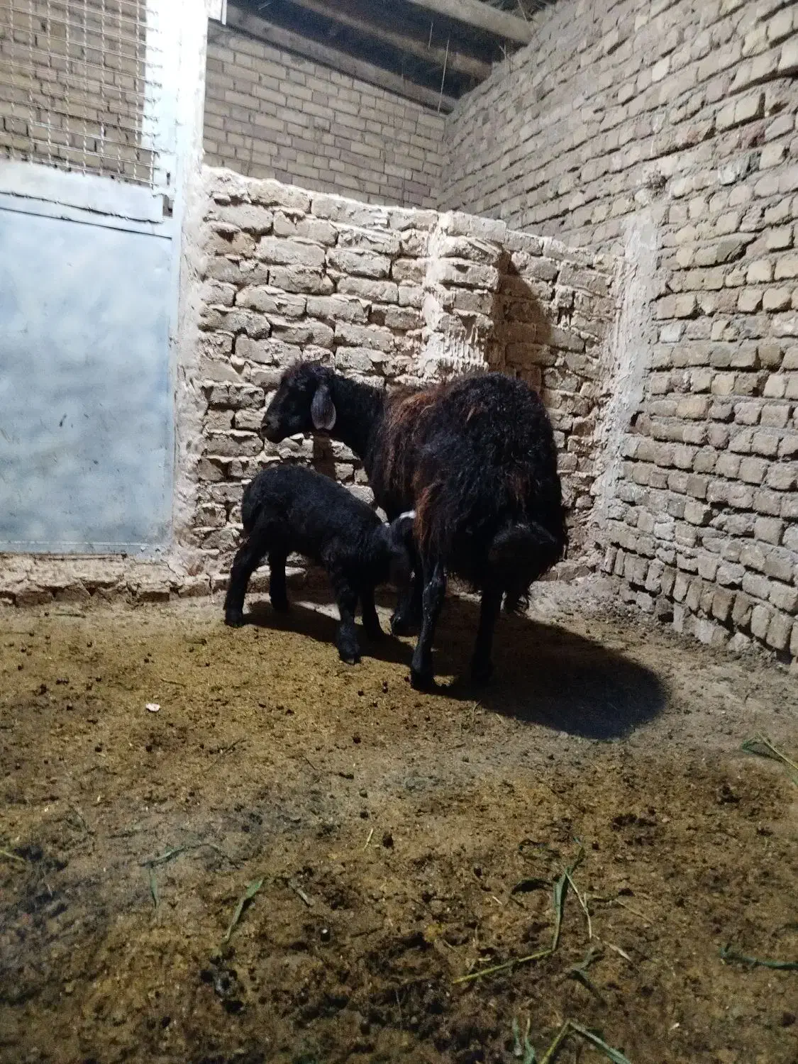 میش|حیوانات مزرعه|نیشابور, فضل|دیوار