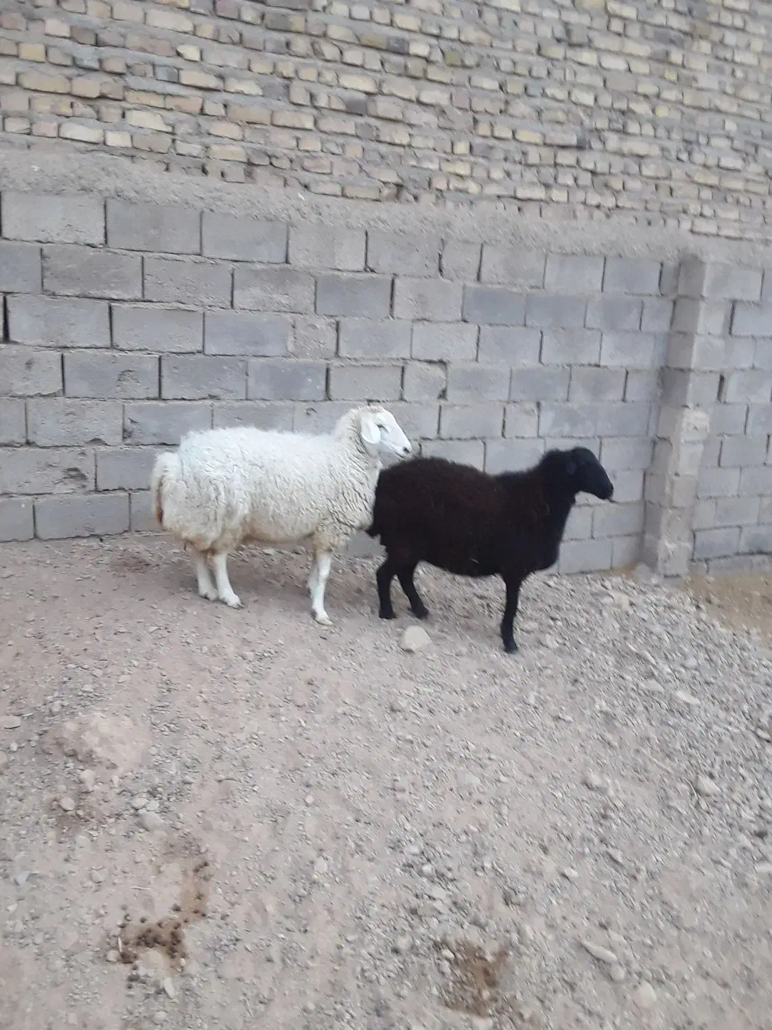 ۲راس میش جوان آبستن|حیوانات مزرعه|تایباد, |دیوار