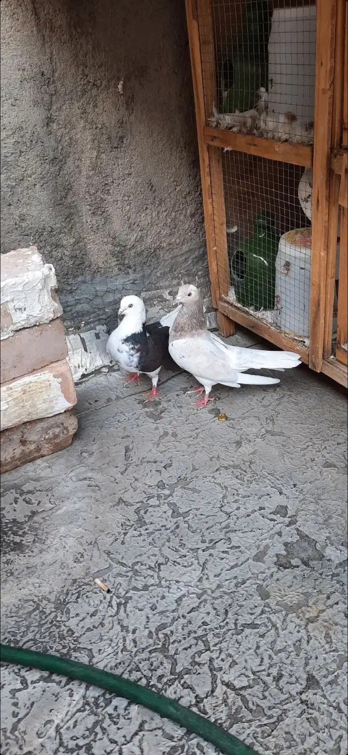 پرنده|پرنده|ساوه, |دیوار