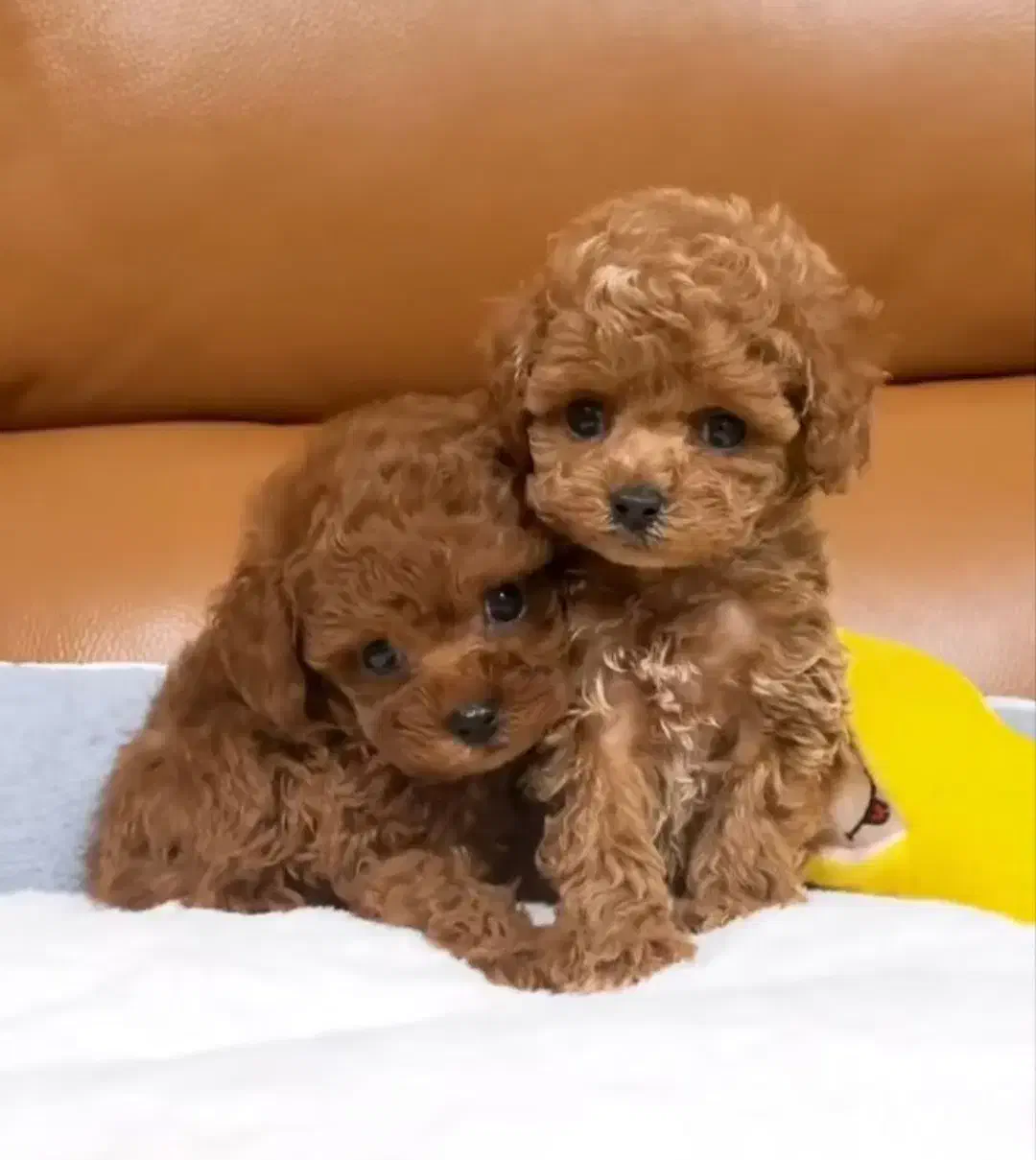 پودل/تاینی توی/عروسکی..|سگ|تهران, ایوانک|دیوار