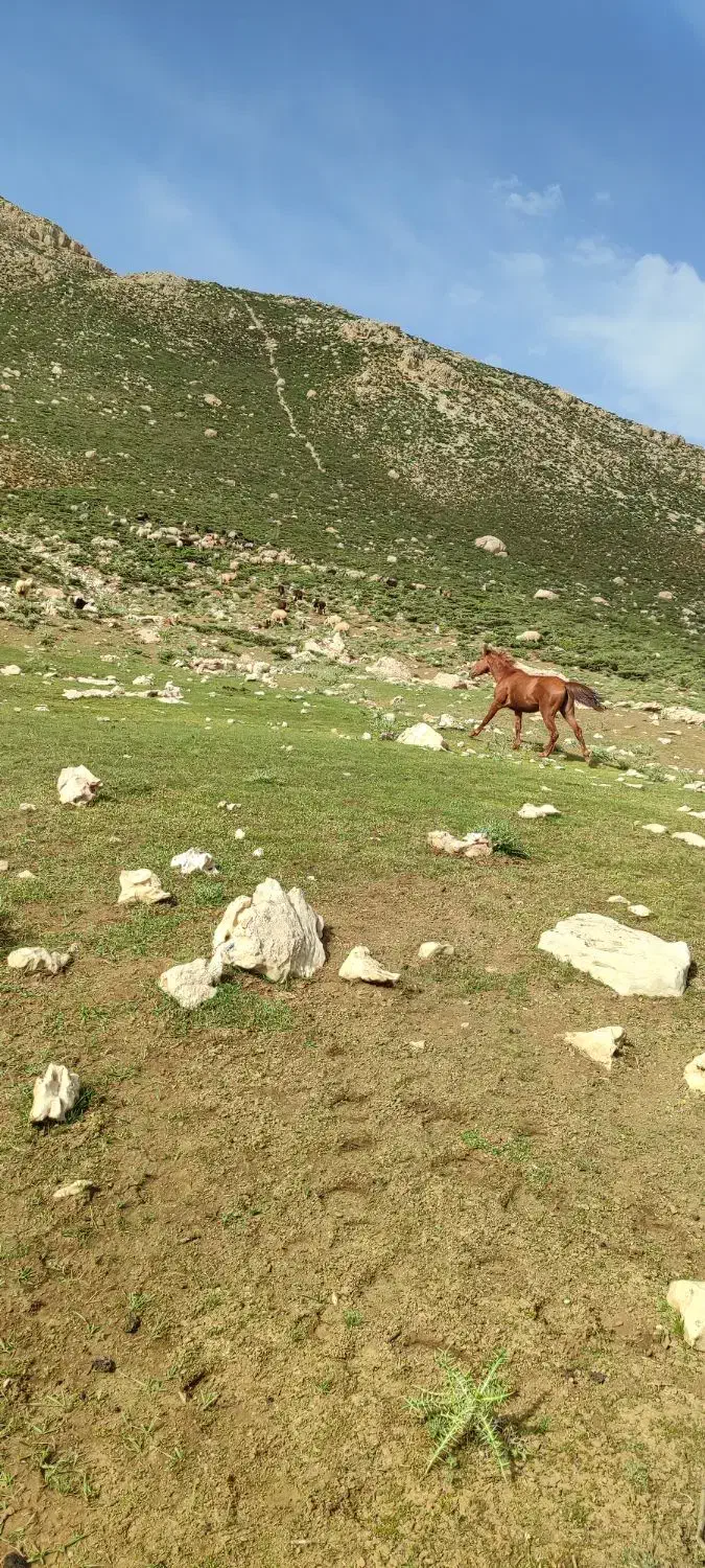 حیوان|اسب و تجهیزات اسب‌سواری|اهواز, چهارصد دستگاه|دیوار