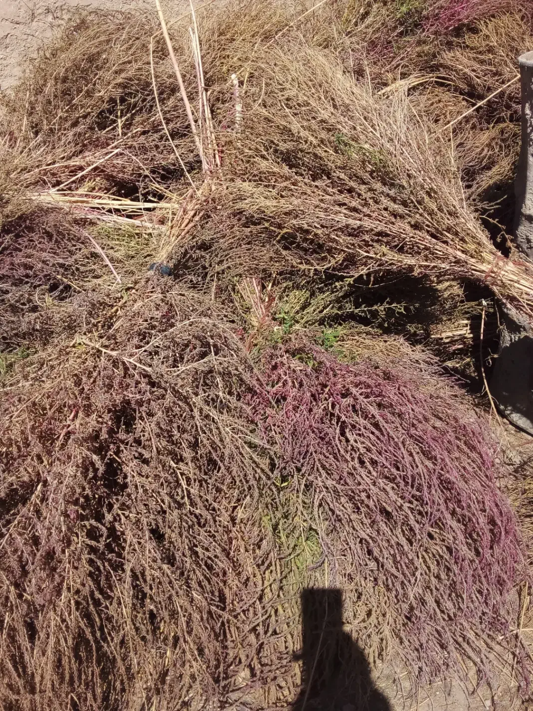 جارومحلی‌(تازه‌چیده‌شده)|لوازم نظافت|اسدآباد, |دیوار