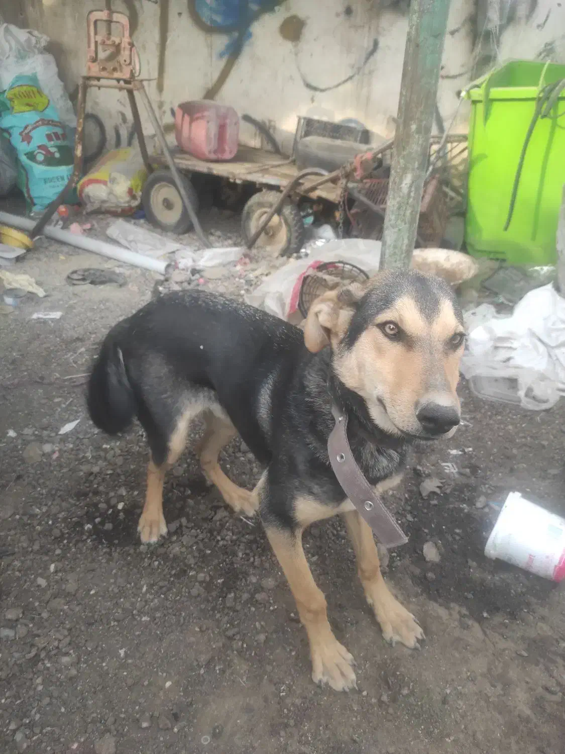 ی عدد سگ|سگ|اصفهان, ارزنان|دیوار