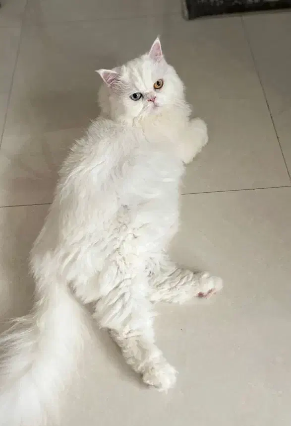 واگذاری رایگان پرشین|گربه|همدان, |دیوار