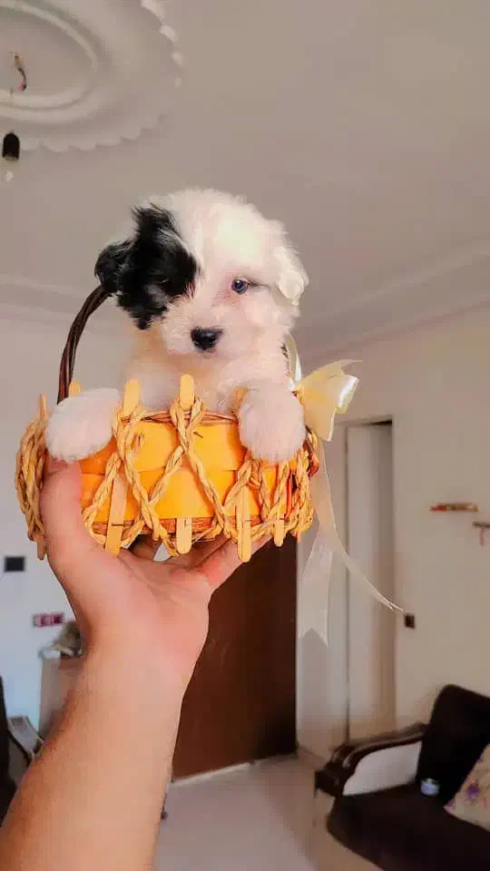 شیتزو پامر|سگ|تهران, سعادت‌آباد|دیوار