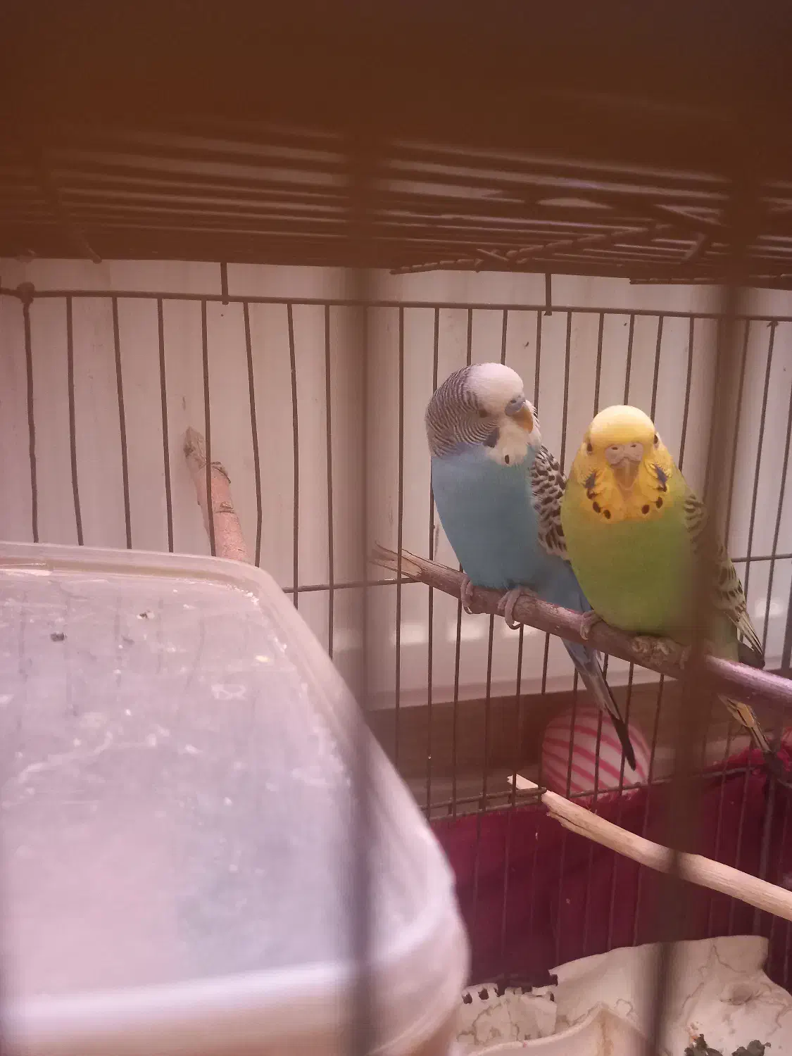 یک جفت مرغ عشق سالم وجوان وبالغ۴۵۰ تومان|پرنده|دماوند, مسکن مهر گیلاوند|دیوار