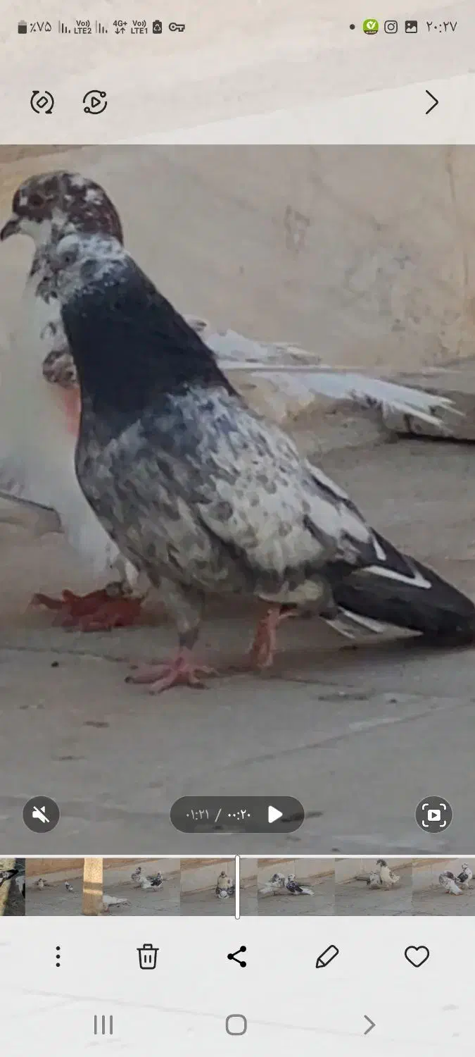 گمشده|حیوانات|قم, نیروگاه|دیوار