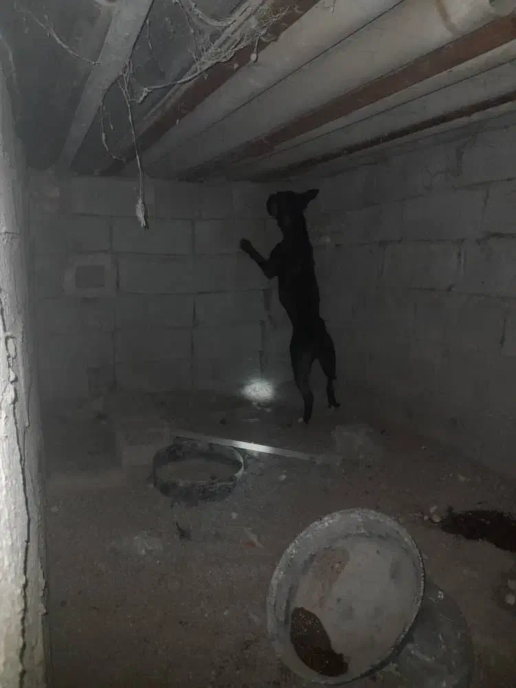 سگ پیتبول ماده|سگ|اهواز, پردیس دو|دیوار