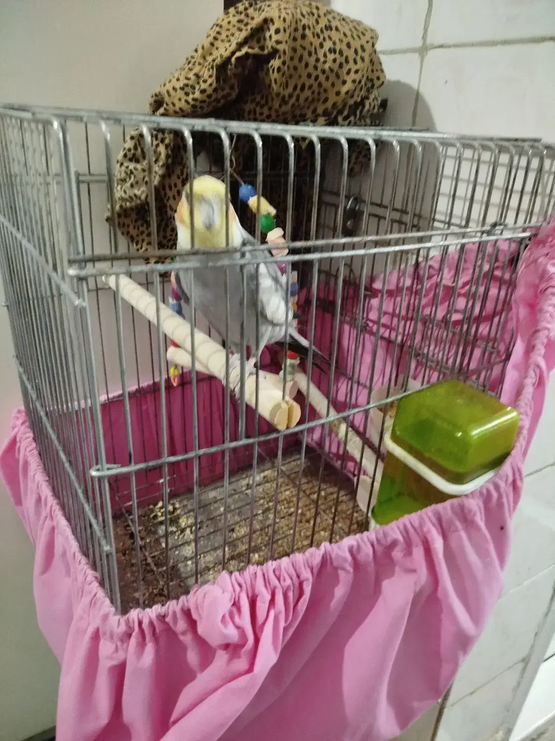 عروس هلندی یک سال خورده ای|پرنده|الیگودرز, |دیوار