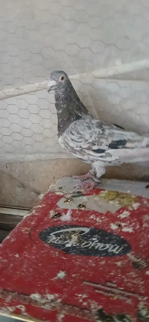 کفتر|پرنده|مبارکه, |دیوار