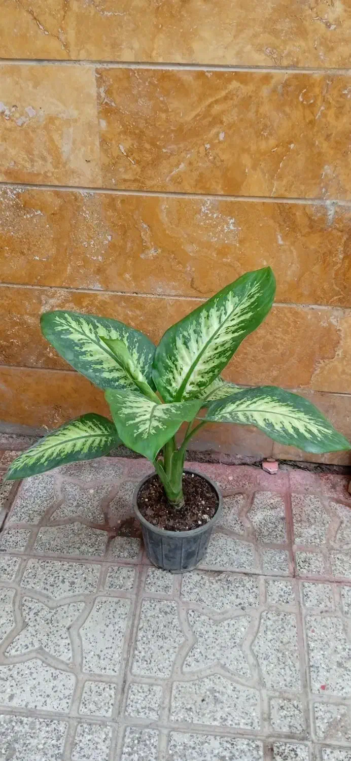 گلهای زیبا|گل و گیاه طبیعی|اردبیل, |دیوار