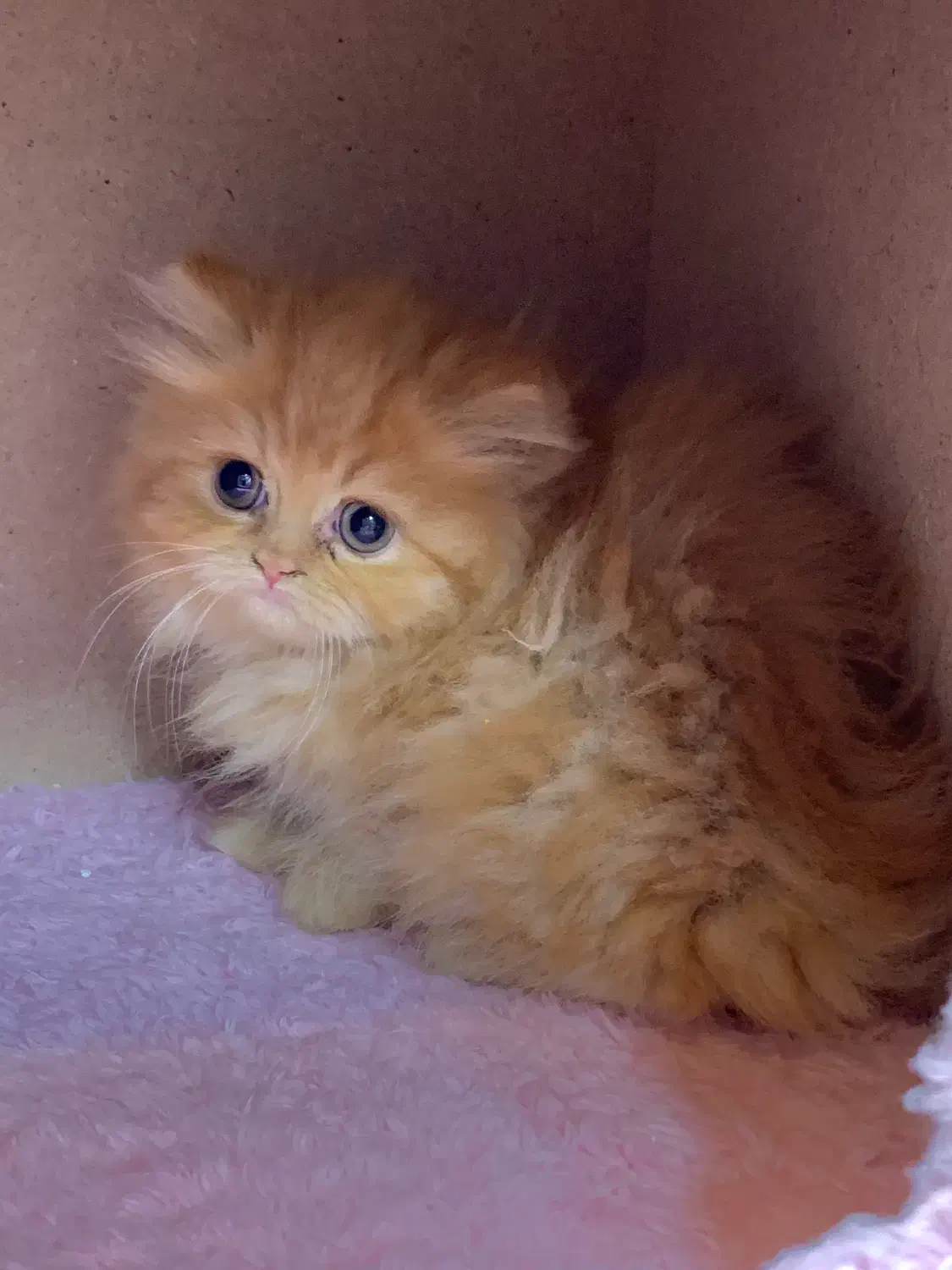 بریتیش های لانگ هیر|گربه|رشت, لاکانی|دیوار