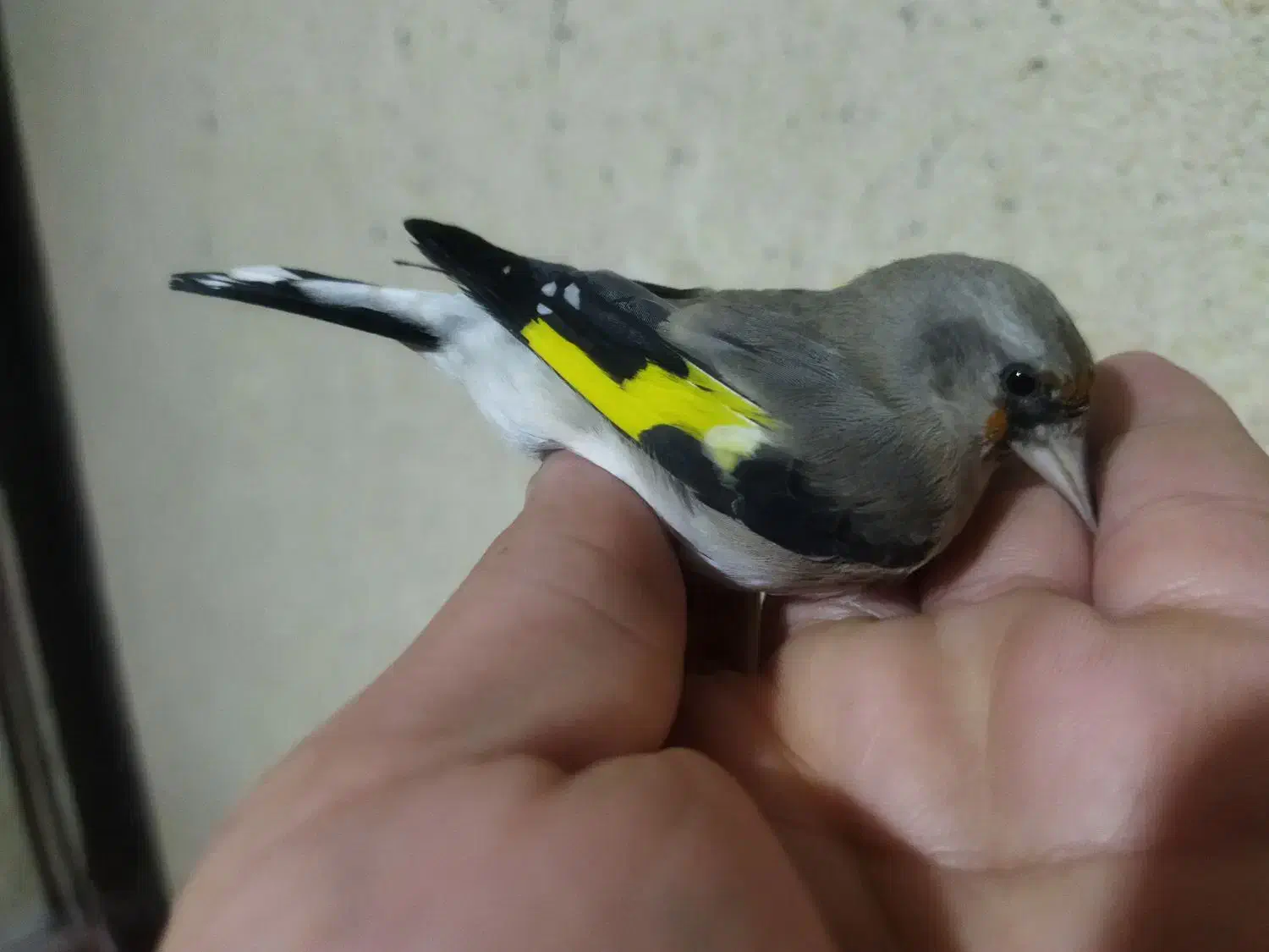 جوجه سهره|پرنده|ساوه, |دیوار