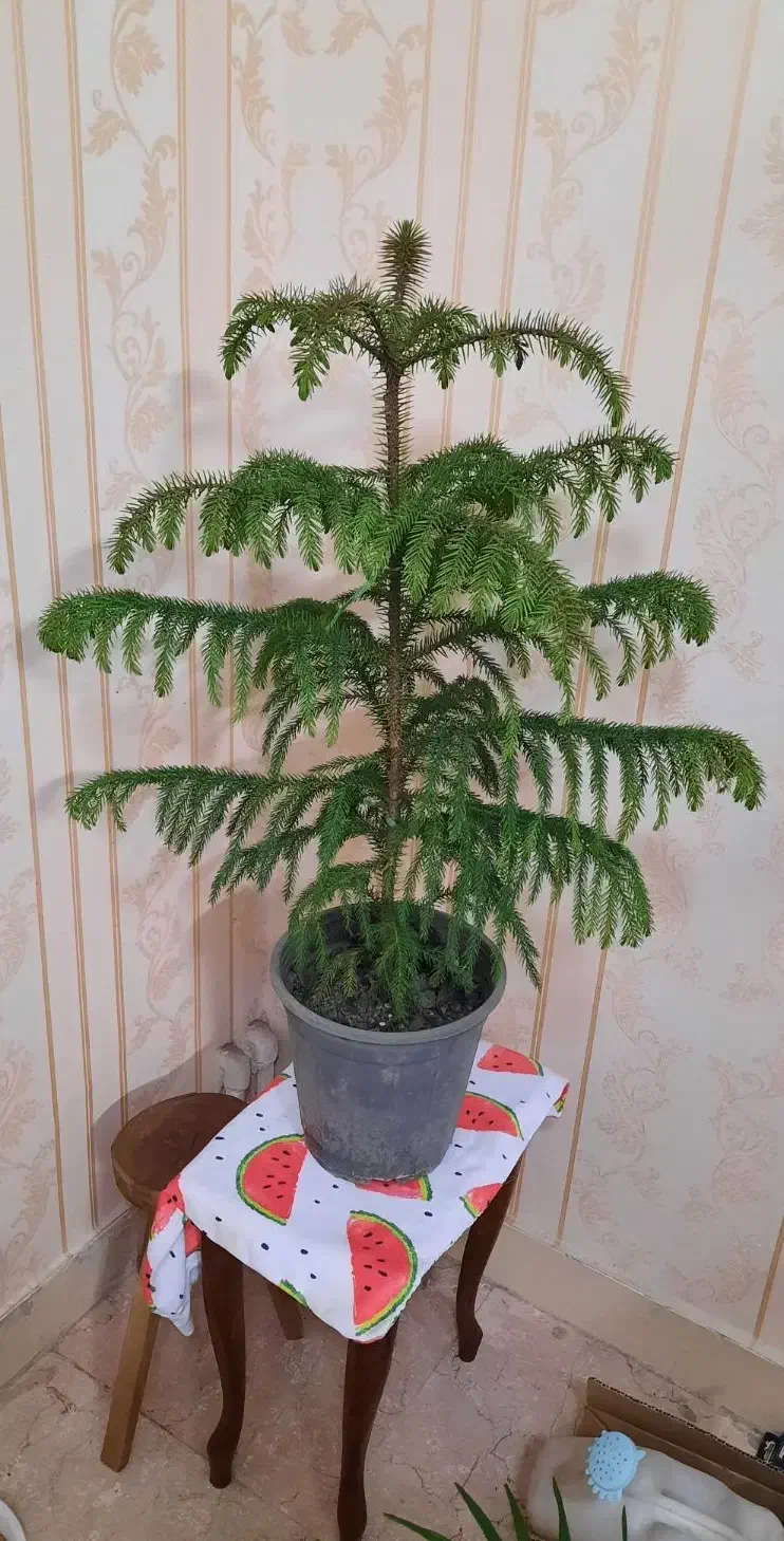 کاج مطبق|گل و گیاه طبیعی|تهران, پرستار|دیوار