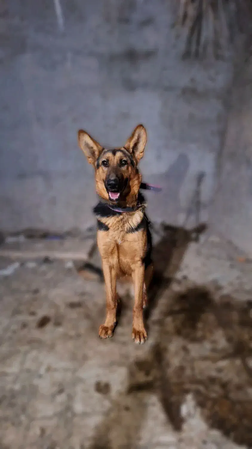 سگ ژرمن 10 ماهه ماده شناسنامه دار|سگ|بم, |دیوار