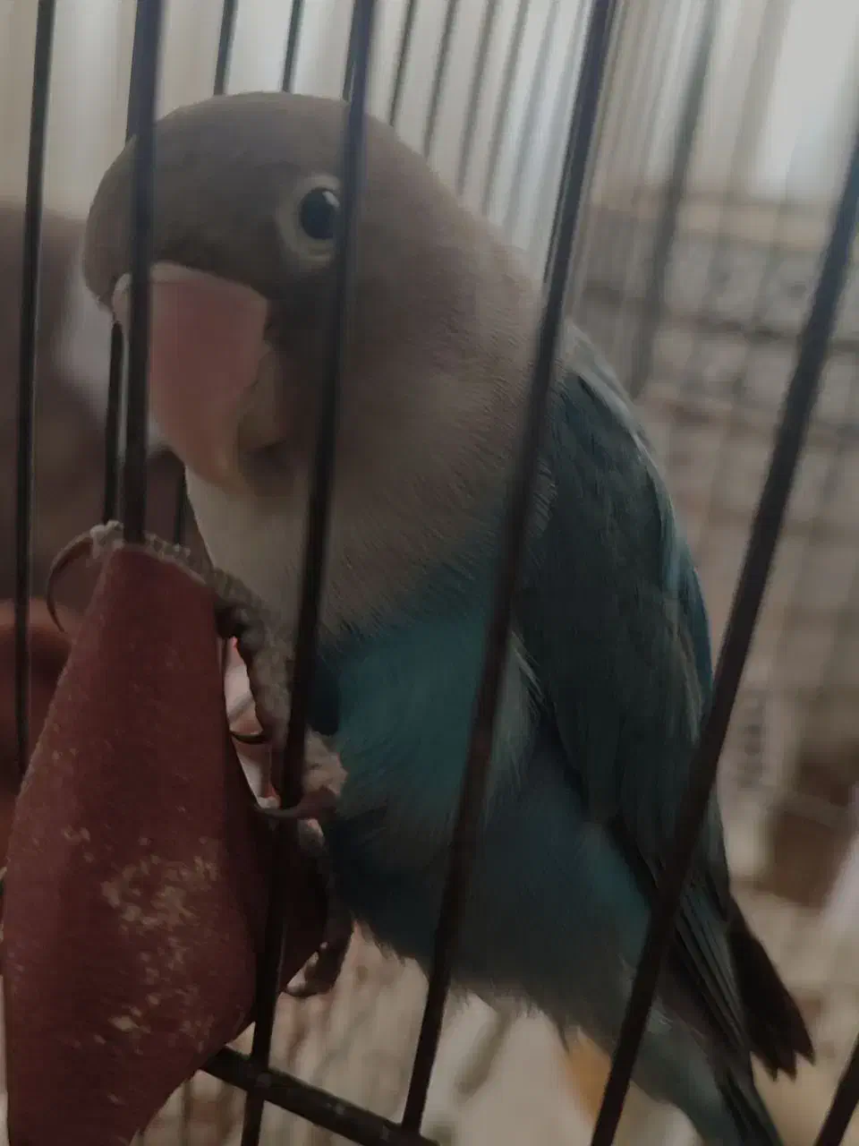 کوتوله نیمه دستی|پرنده|مشهد, کشف|دیوار