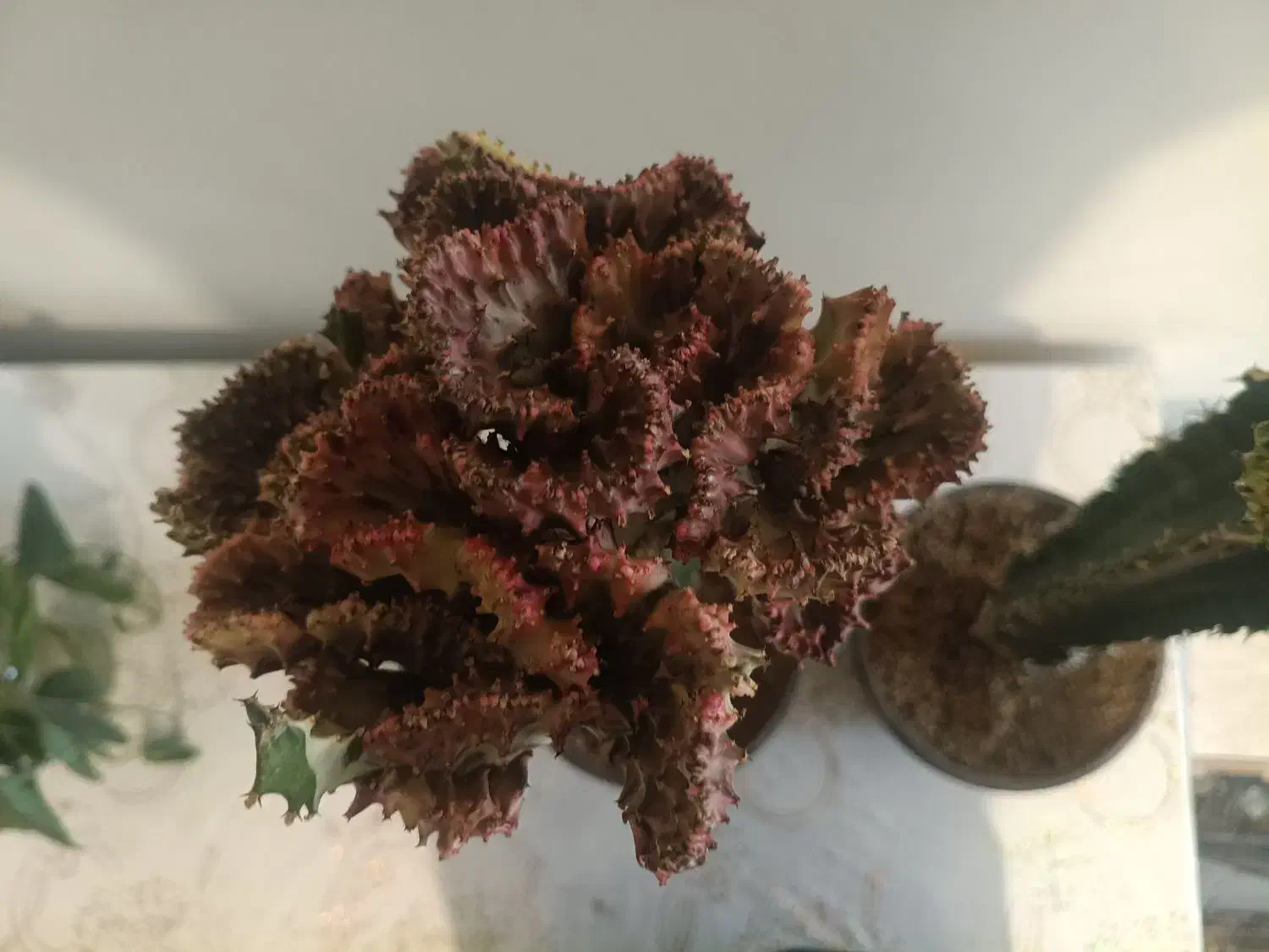 فروش انواع افوربیا،کاکتوس و گل گیاهان اپارتمانی|گل و گیاه طبیعی|کرج, شهرک اوج|دیوار