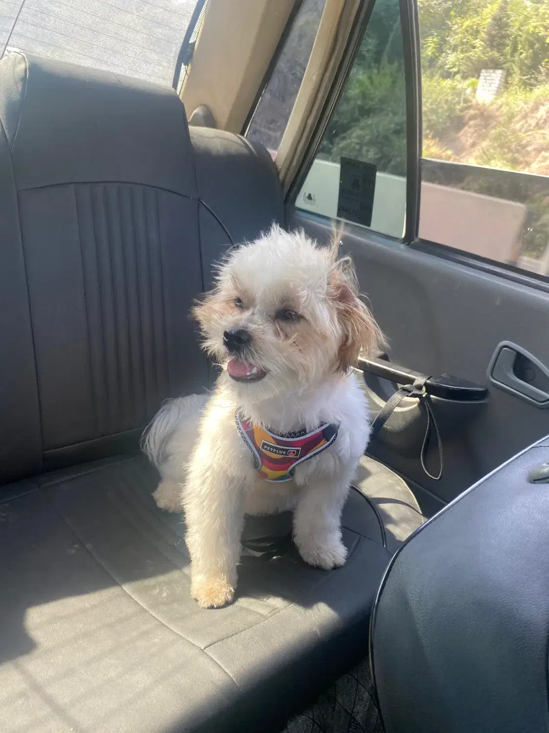 سگ شیتزو‌تریر|سگ|ساری, |دیوار